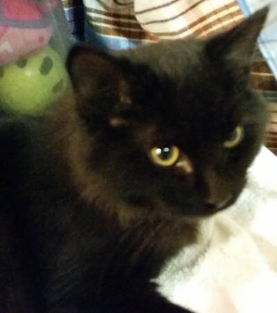 Toodles black kitten Log #343-14